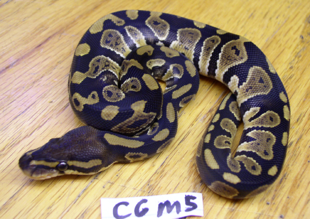 Clutch6Male5.jpg
