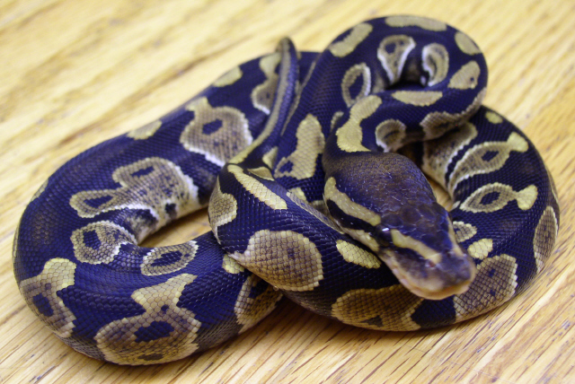Cutch9Female4.jpg